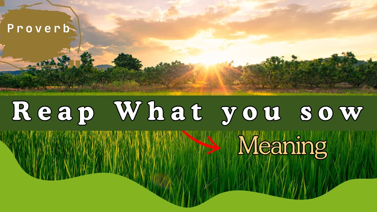 Reap What You Sow Meaning: 7 Life Lessons to Embrace 9 reap what you sow meaning