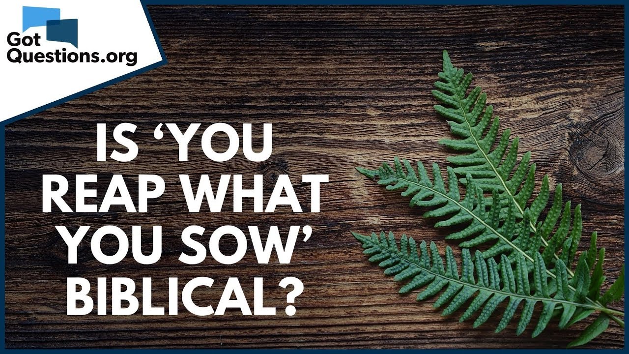 You reap what you sow meaning: 7 insights for a better life 11 you reap what you sow meaning