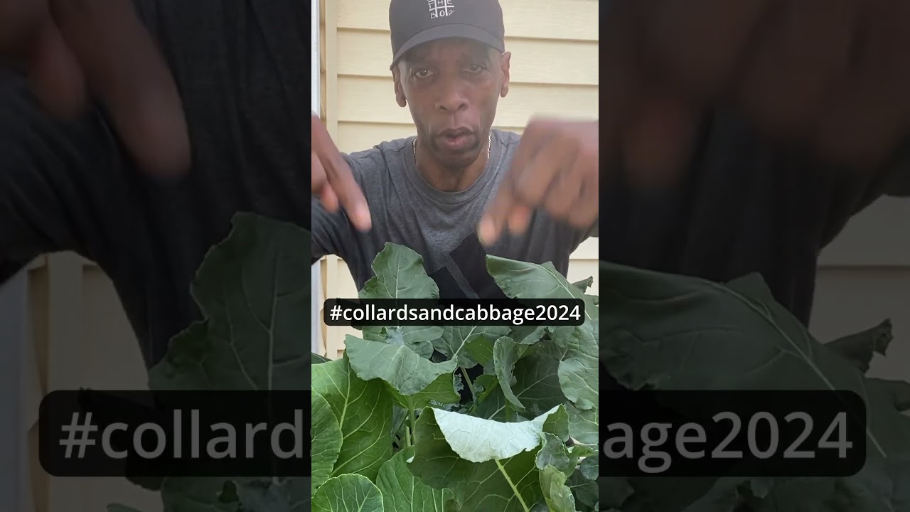 collards