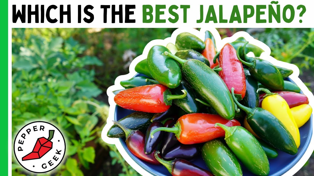 Jalapenos: 7 spicy recipes to ignite your taste buds 10 jalapenos
