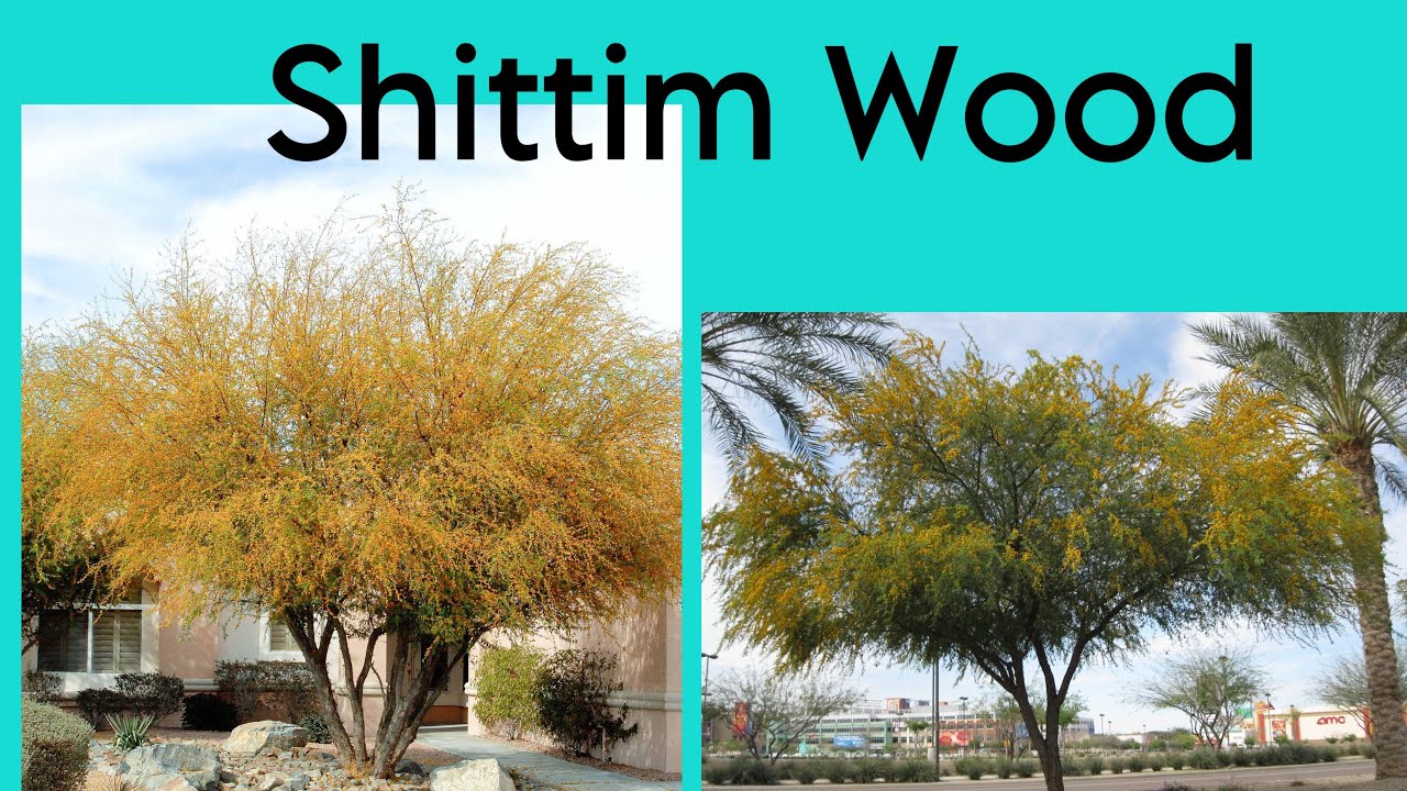 shittim wood
