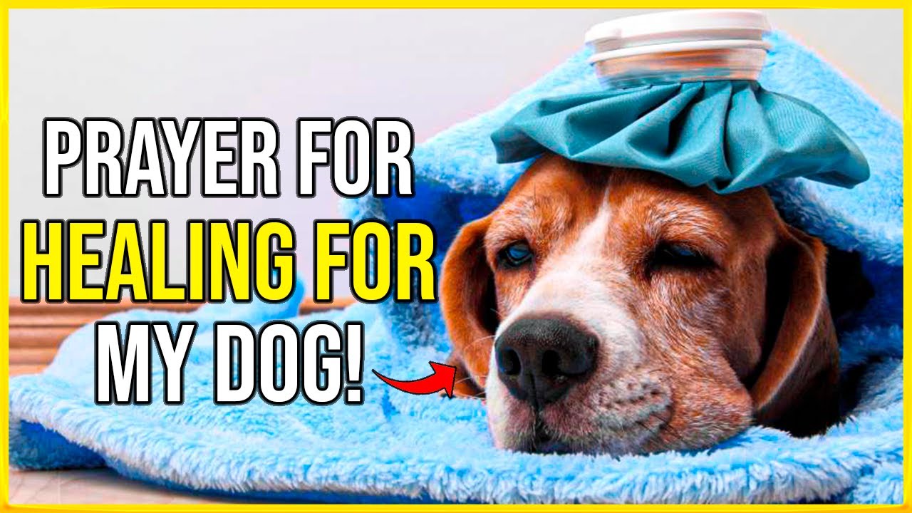prayer for your sick dog