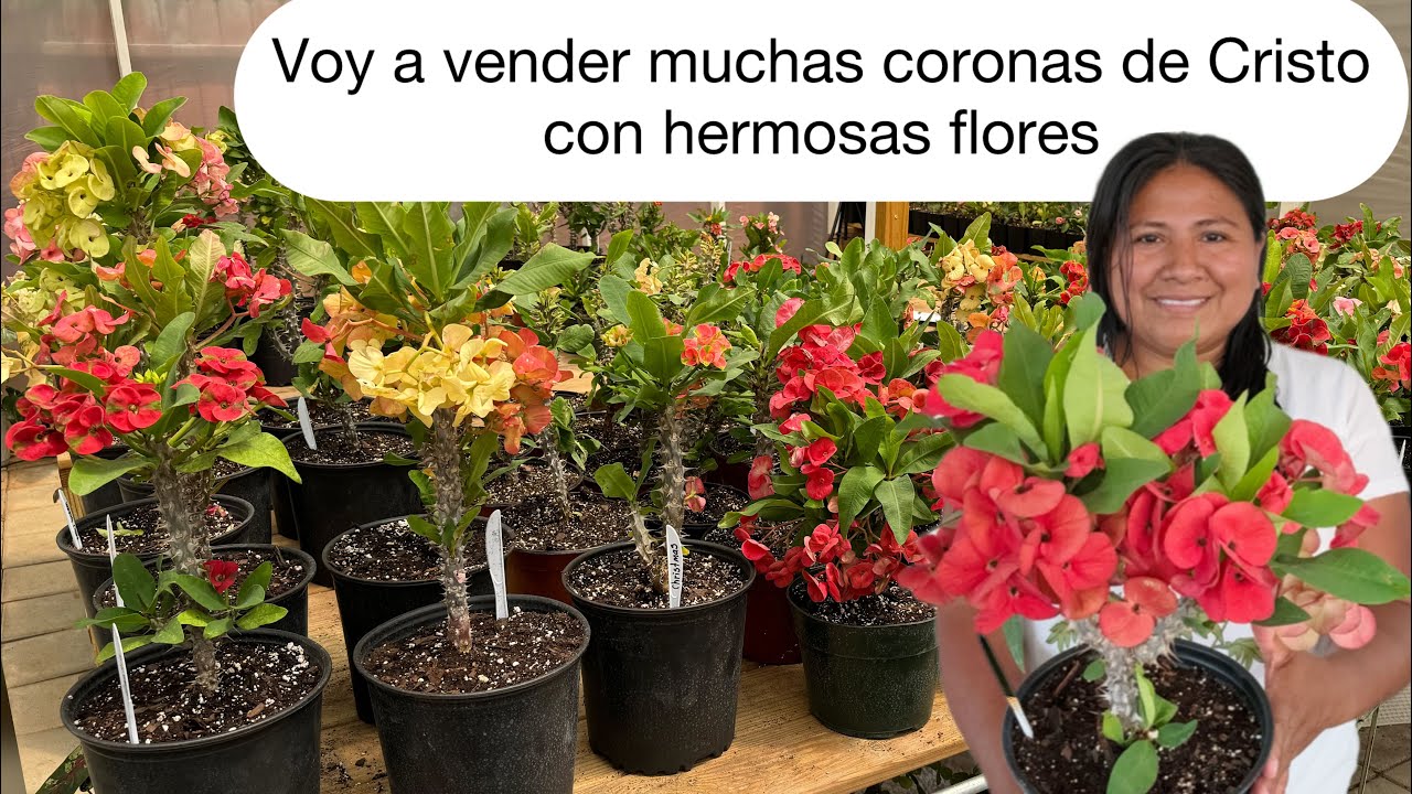 Planta corona de Cristo: 7 cuidados esenciales para tu hogar 9 planta corona de cristo