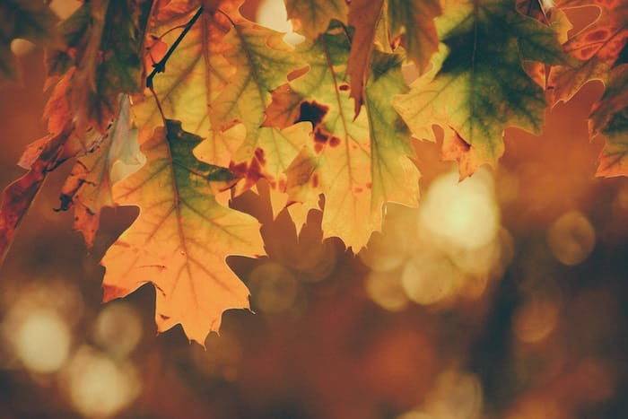 10 conseils rapides pour cultiver la gratitude