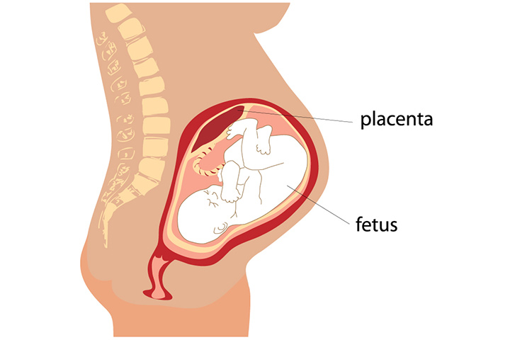 Placenta pendant la grossesse
