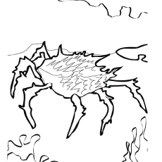 Le crabe