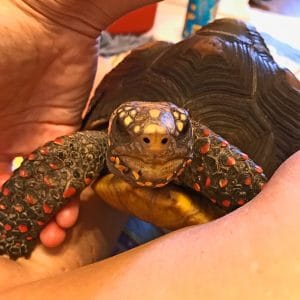 Tortue à pieds rouges sur les genoux du propriétaire