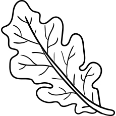 Les 35 meilleures pages à colorier d'automne que votre enfant adorera colorier 73 Feuille de chêne pendant la coloration de l'automne