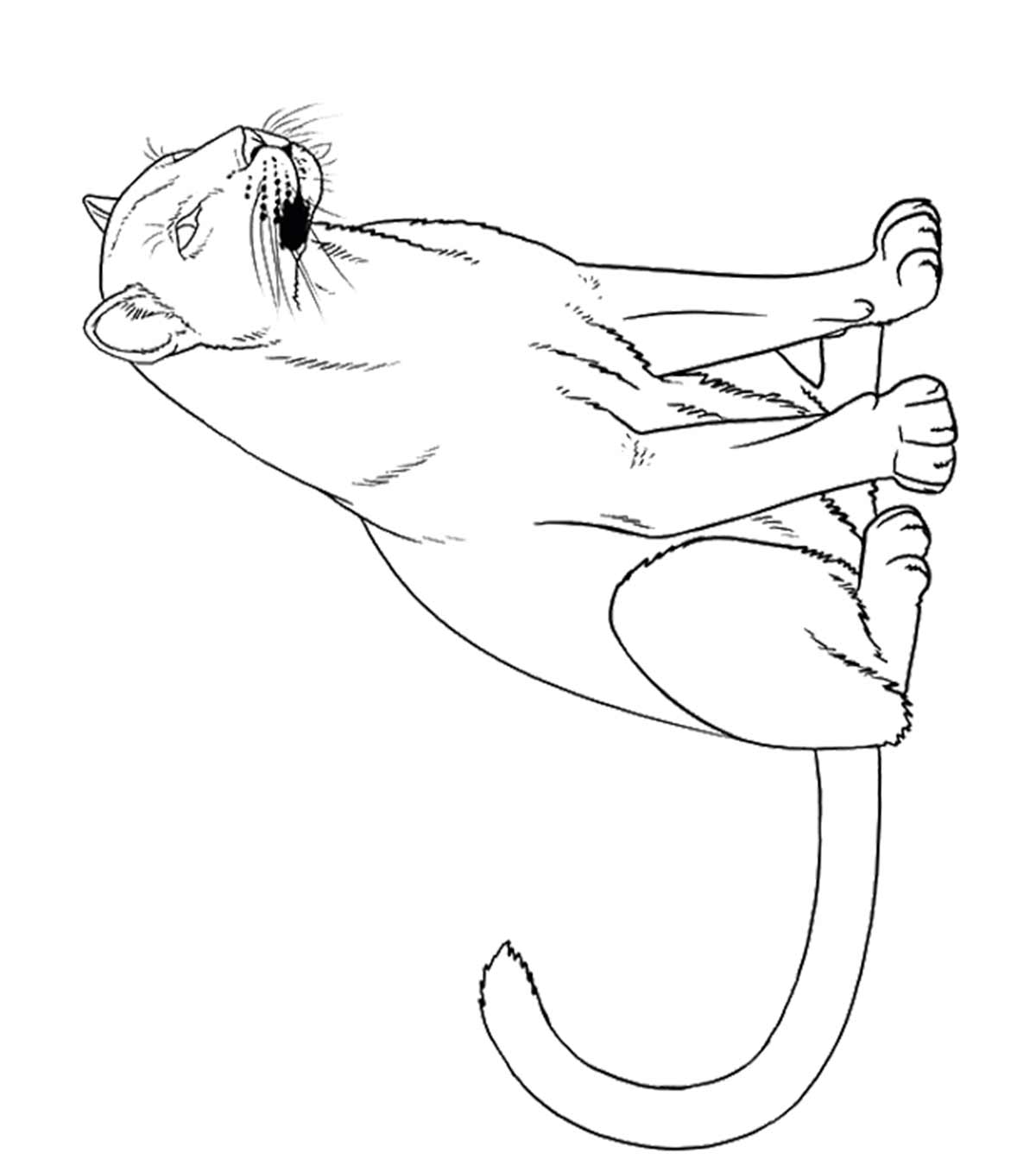 Panthère
