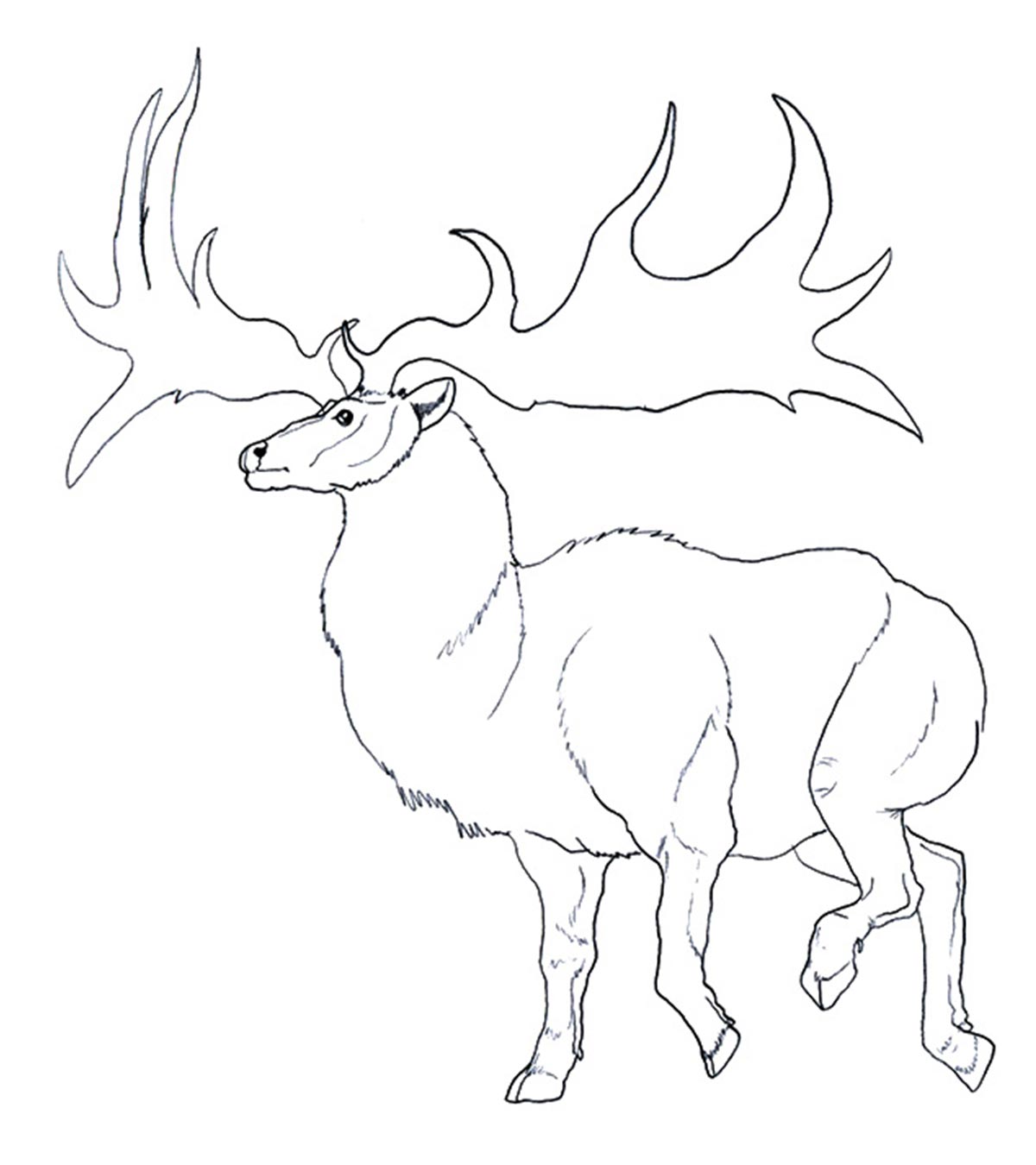 Le renne