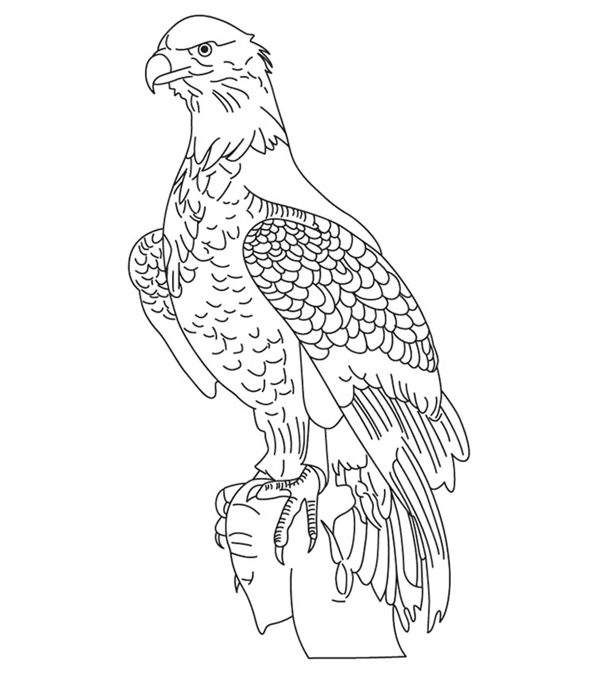 Aigle