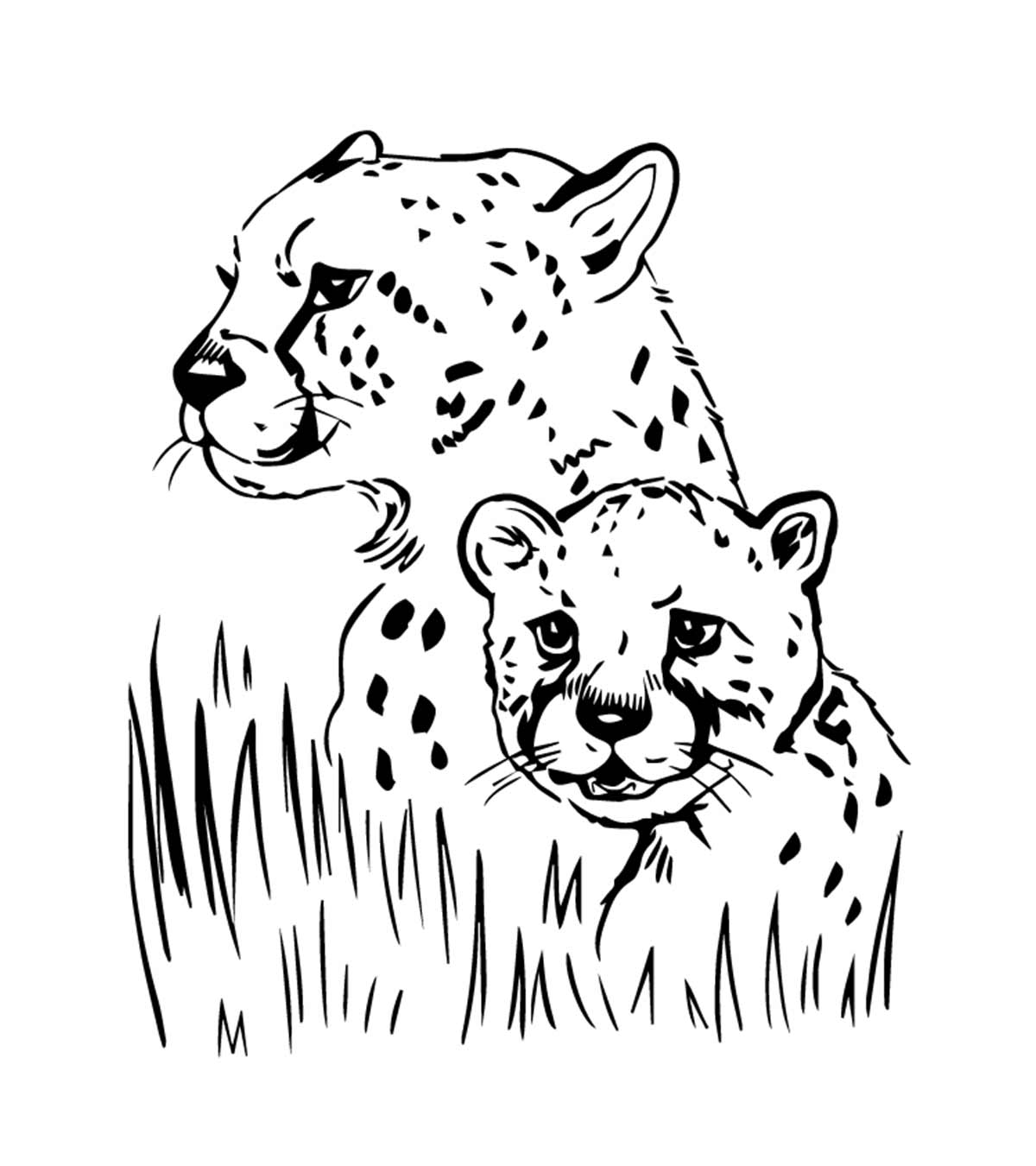 Jaguar-Coloriage-Pages