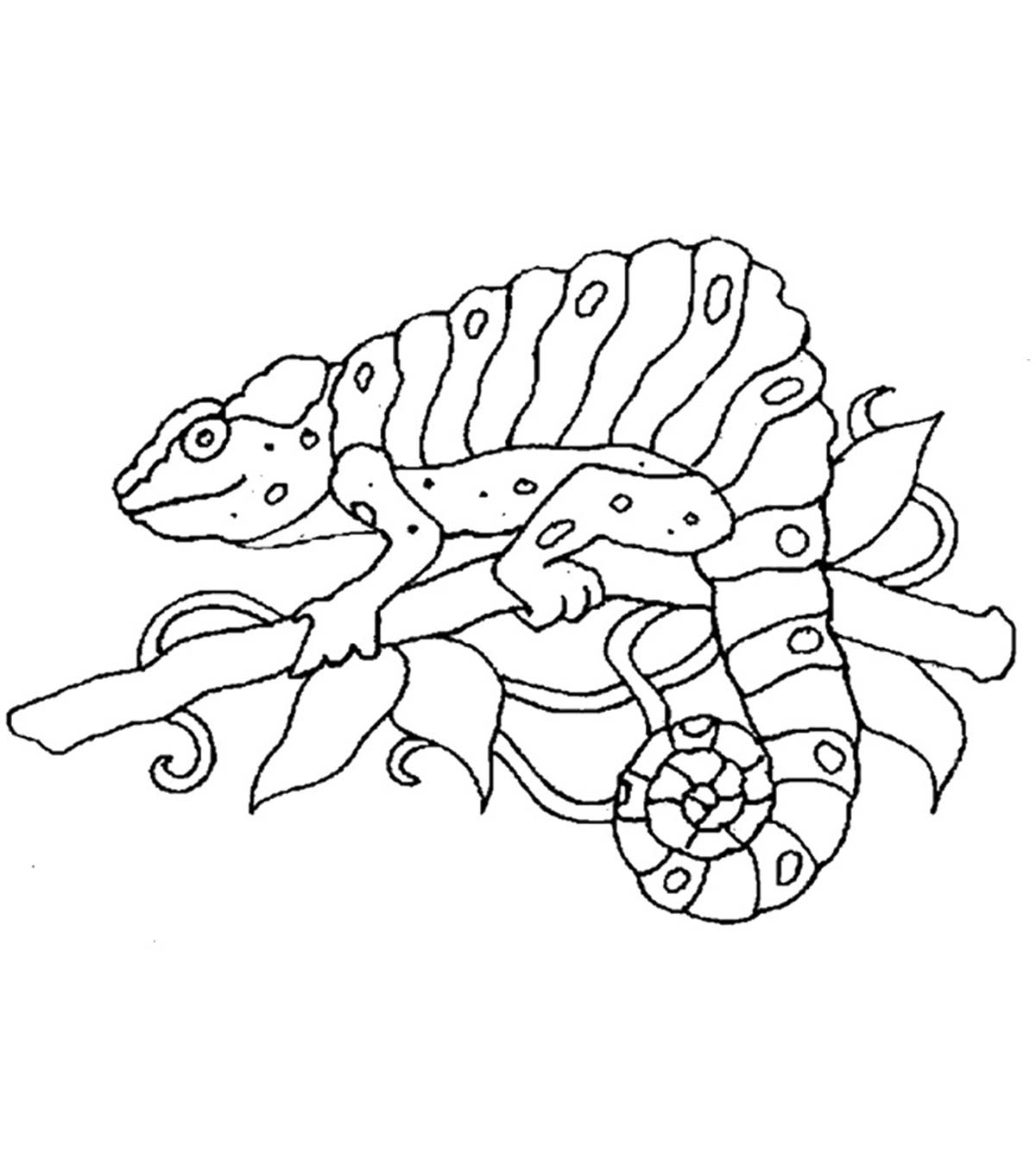 Caméléon