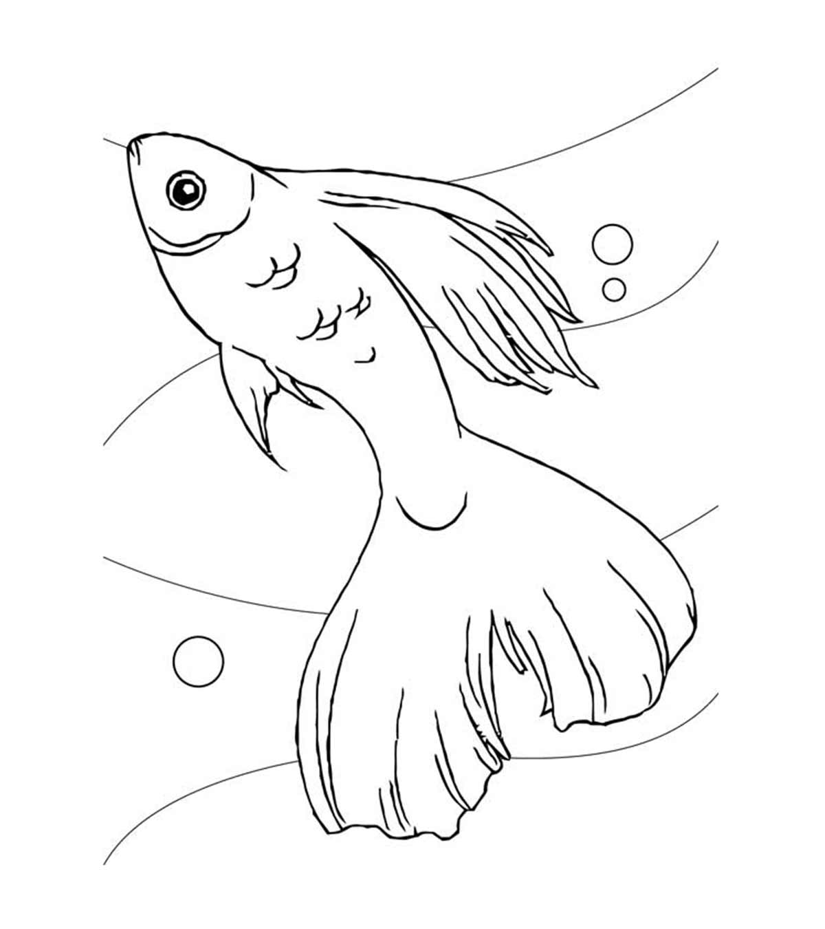 Poisson Koi