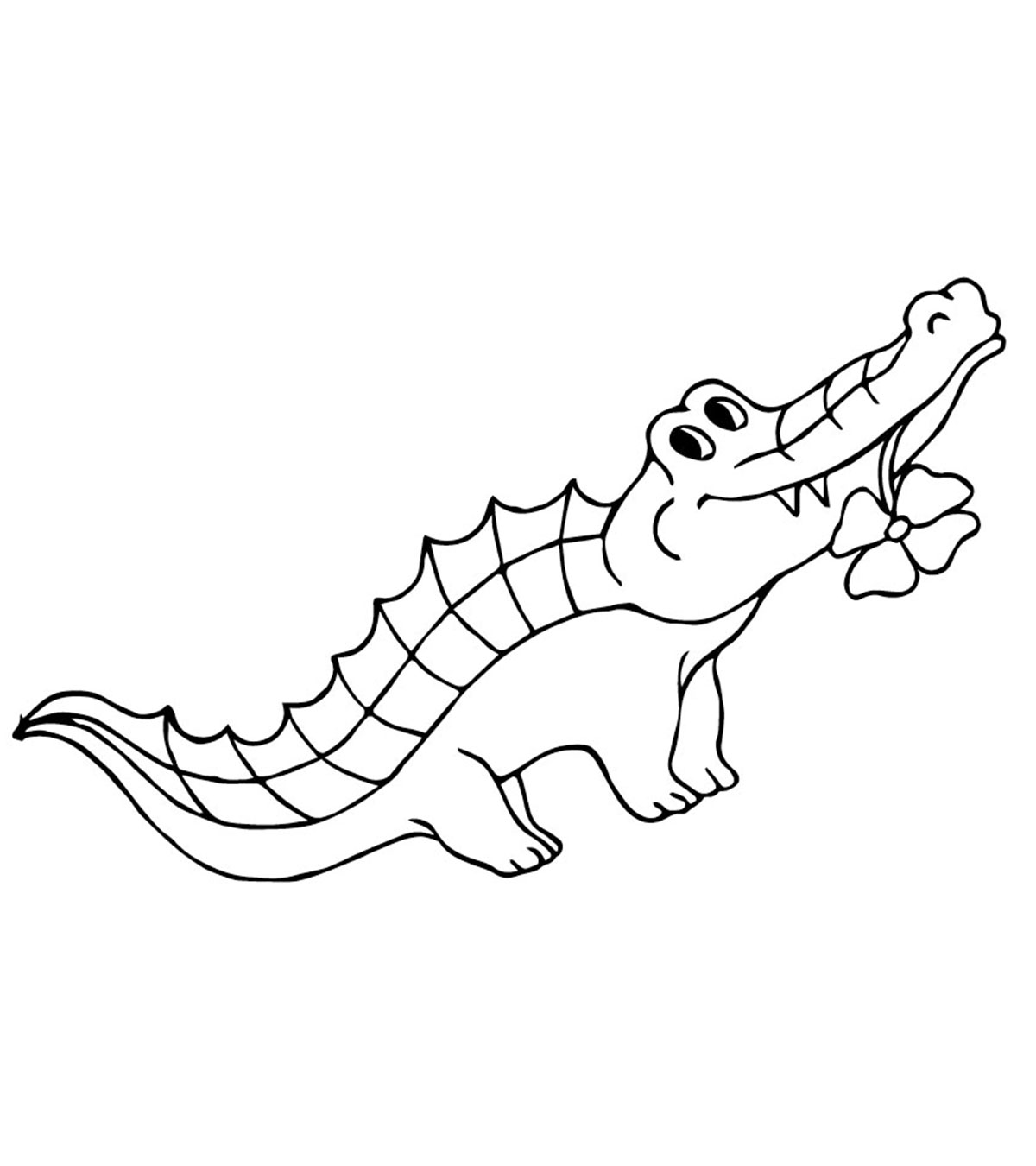 Alligator