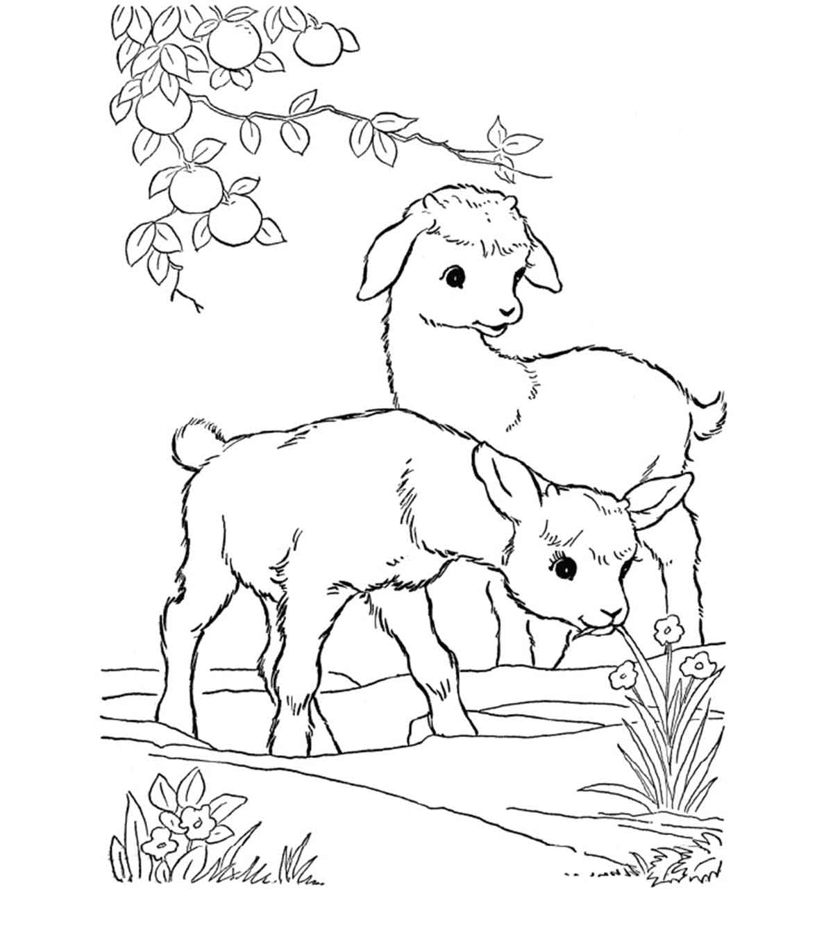 Chèvre