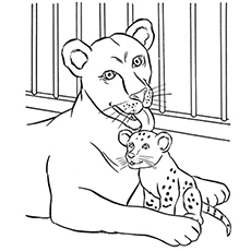 La lionne et son petit