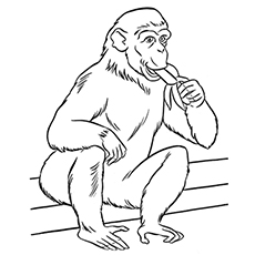Le singe qui mange de la banane