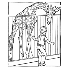 Girafe au zoo