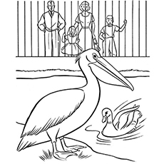 Pélican et canard au zoo
