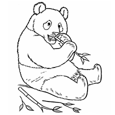 L'ours panda