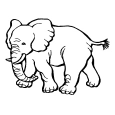 libre-zoo-animaux-elephant