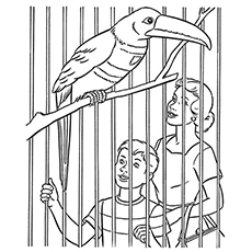 Le toucan dans la cage