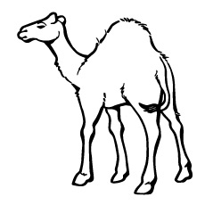 Coloriage de chameau préscolaire