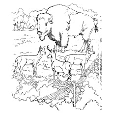 bœuf-animal-avec-cher
