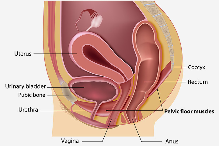 Quels sont les exercices de Kegel?