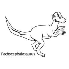 35 coloriages uniques de dinosaures que votre enfant adorera 40 Coloriage Pachycephalosaurus