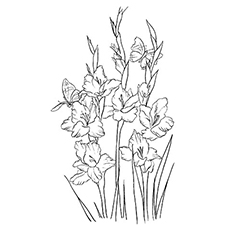 10 belles pages à colorier de lis pour votre petite fille 64 Coloriage Glaïeul