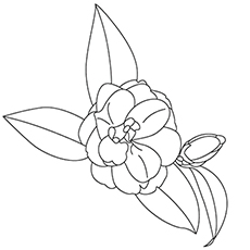 10 belles pages à colorier de lis pour votre petite fille 55 Coloriage De Camelia