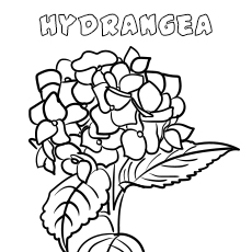 10 belles pages à colorier de lis pour votre petite fille 83 Fleur d'hortensia
