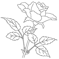 10 belles pages à colorier de lis pour votre petite fille 70 Coloriage Rose