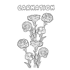 10 belles pages à colorier de lis pour votre petite fille 86 Coloriage Oeillet