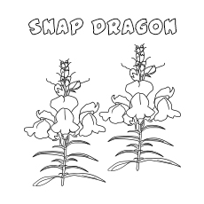 10 belles pages à colorier de lis pour votre petite fille 79 Snap Dragon Coloring