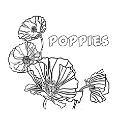 10 belles pages à colorier de lis pour votre petite fille 80 Coloriages Coquelicots