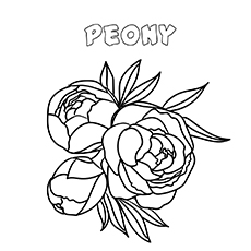 10 belles pages à colorier de lis pour votre petite fille 81 Coloriages de fleurs de pivoine