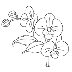 10 belles pages à colorier de lis pour votre petite fille 68 Coloriage des orchidées