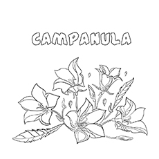 10 belles pages à colorier de lis pour votre petite fille 87 Coloriages Campanula