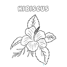 10 belles pages à colorier de lis pour votre petite fille 84 Fleur d'hibiscus