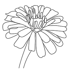 10 belles pages à colorier de lis pour votre petite fille 73 Coloriage Zinnia