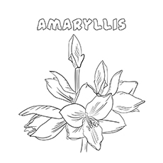 10 belles pages à colorier de lis pour votre petite fille 88 Coloriages Amaryllis