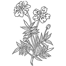 10 belles pages à colorier de lis pour votre petite fille 67 Pages de coloriages