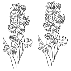 10 belles pages à colorier de lis pour votre petite fille 98 Fleur de jacinthe