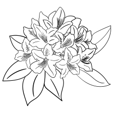 10 belles pages à colorier de lis pour votre petite fille 100 Rhododendron