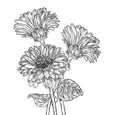 10 belles pages à colorier de lis pour votre petite fille 97 Daisy Gerbera