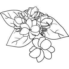 10 belles pages à colorier de lis pour votre petite fille 90 Jasmin arabe