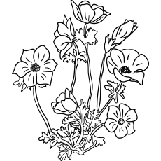 10 belles pages à colorier de lis pour votre petite fille 89 Fleurs d'Anemon